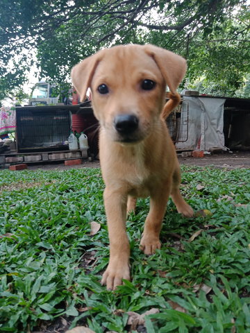 Lily - Mixed Breed Dog