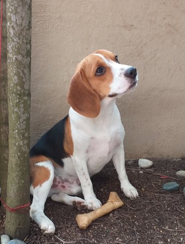 Smarty - Beagle Dog