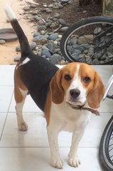 Smarty - Beagle Dog