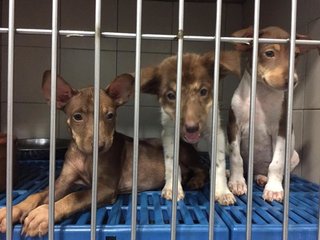 Gigi, Bella &amp; Dakota - Mixed Breed Dog