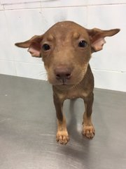 Gigi, Bella &amp; Dakota - Mixed Breed Dog