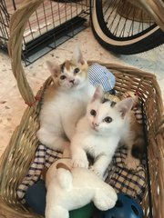 Two female kittens 