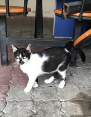 Oreo - Domestic Short Hair Cat