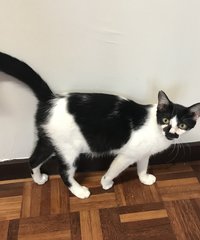 Mochi - Domestic Short Hair Cat