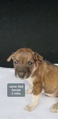 Sunshine - Mixed Breed Dog