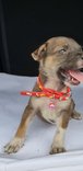 Sunshine - Mixed Breed Dog