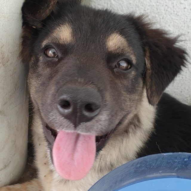 Purple - Mixed Breed Dog