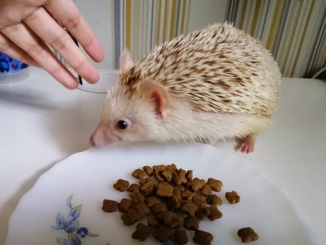 Winnie - Hedgehog Small & Furry