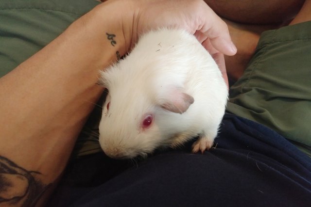  Coco - Guinea Pig Small & Furry