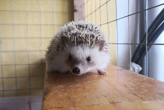 Hedgehog - Hedgehog Small & Furry