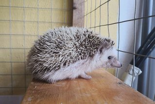 Hedgehog - Hedgehog Small & Furry