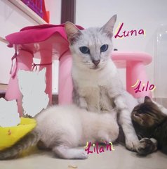 Lilo - Siamese + Tabby Cat