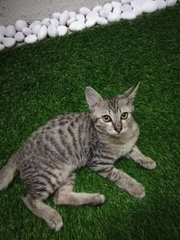 Budak Tecik  - Domestic Short Hair Cat