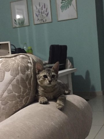 Budak Tecik  - Domestic Short Hair Cat