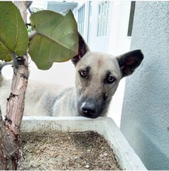 Misty - Mixed Breed Dog