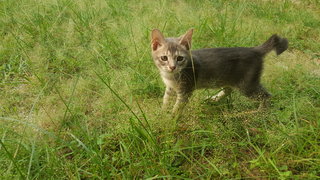 Monday - Domestic Short Hair Cat