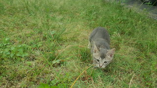 Monday - Domestic Short Hair Cat