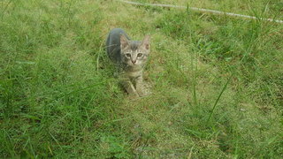 Monday - Domestic Short Hair Cat