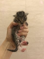 Sky - Domestic Short Hair + Tabby Cat