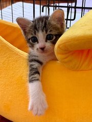 Rain - Domestic Short Hair Cat