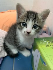Rain - Domestic Short Hair Cat