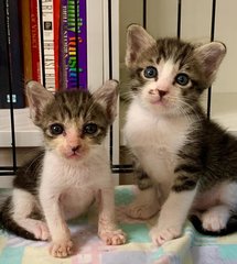 He's huge compared to his sister Breeze