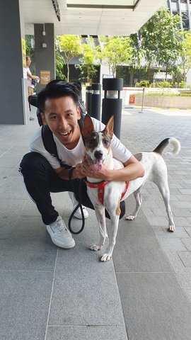 Mantou - Mixed Breed Dog