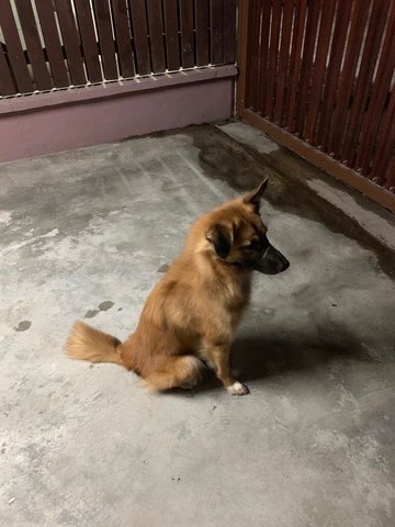 Rocky - Husky Mix Dog