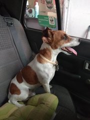 Dre - Jack Russell Terrier Dog