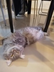 Buttons - Maine Coon Cat