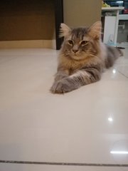 Buttons - Maine Coon Cat