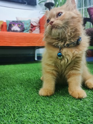 Simba  - Persian Cat