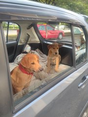 Car ride fun to the vet