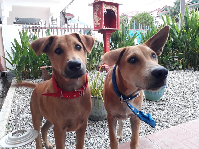 The Potato Twins - Mixed Breed Dog