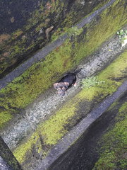 Scared and cold in the drain on a rainy morning