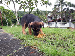 So hungry! Having a snack after she was fished out of the storm drain.