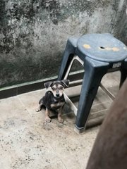 1 Male &amp; 2 Female Mixed Breed Puppy - Mixed Breed Dog