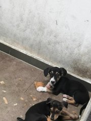 1 Male &amp; 2 Female Mixed Breed Puppy - Mixed Breed Dog