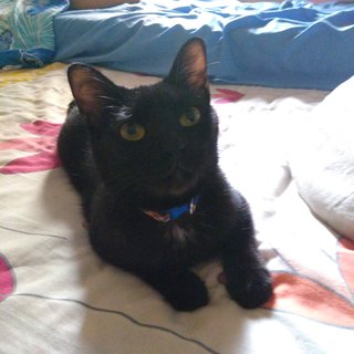 Salem - Domestic Short Hair Cat