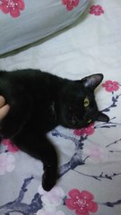 Salem - Domestic Short Hair Cat