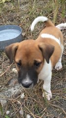 Puppies For Adoption - Mixed Breed Dog