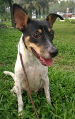 Kiwi - Mixed Breed Dog