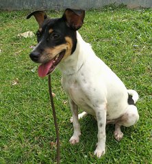 Kiwi - Mixed Breed Dog