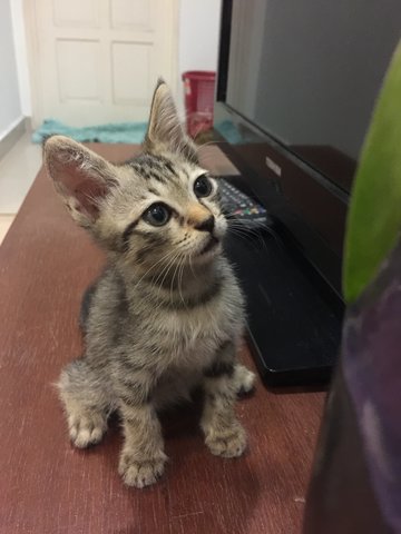 Bean  - Domestic Short Hair Cat