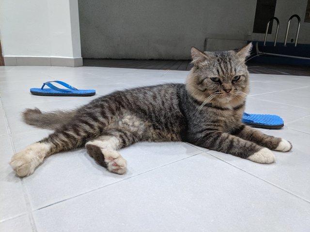 Monty And Sweety - Persian + Domestic Medium Hair Cat