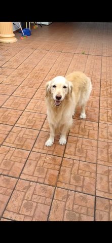 PF95771 - Golden Retriever Dog