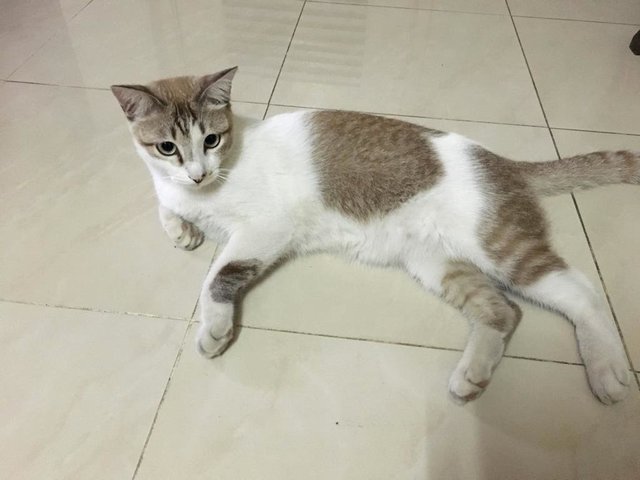 Lost Cat - Prince - Domestic Short Hair Cat