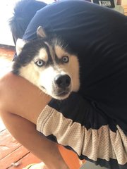 Bloo - Siberian Husky Dog