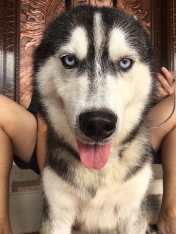 Bloo - Siberian Husky Dog