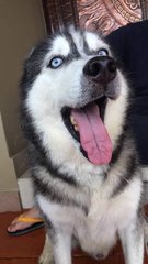 Bloo - Siberian Husky Dog